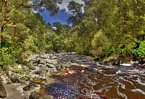Oparara River near Oparara Basin Arches, Kahurangi National Park, Karamea, New Zealand