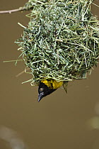 Village Weaver (Ploceus cucullatus) male looking out of his nest, east Africa