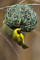 Speke's Weaver (Ploceus spekei) male at nest, Africa