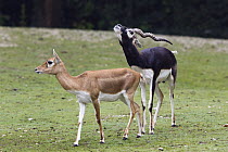 Blackbuck (Antilope cervicapra) pair just about to mate, India