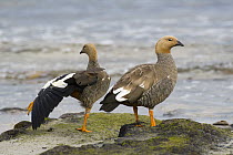 Ruddy-headed Goose (Chloephaga rubidiceps) pair along the coast, Carcass Island, Falkland Islands