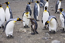 King Penguin (Aptenodytes patagonicus) group looking at hurt molting chick, Aptenodytes patagonicus, Salisbury Plain, South Georgia Island