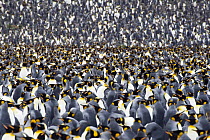 King Penguin (Aptenodytes patagonicus) colony, South Georgia Island