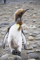 King Penguin (Aptenodytes patagonicus) young molting, Salisbury Plain, South Georgia Island