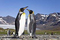 King Penguin (Aptenodytes patagonicus) pair, St. Andrews Bay, South Georgia Island