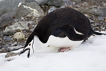 Chinstrap Penguin (Pygoscelis antarctica) eating snow, Half Moon Island, Antarctica