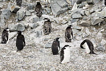 Chinstrap Penguin (Pygoscelis antarctica) group molting, Half Moon Island, Deception Island, Antarctica