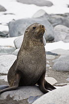 Antarctic Fur Seal (Arctocephalus gazella), Half Moon Island, Antarctica