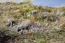 Ashy-headed Goose (Chloephaga poliocephala), Cape Horn National Park, Chile