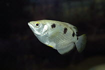 Banded Archerfish (Toxotes jaculator)