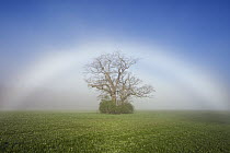 Fogbow over English Oak (Quercus robur) in field, Bavaria, Germany