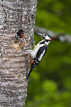 Great Spotted Woodpecker (Dendrocopos major) at nest cavity with chick, Germany