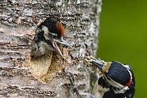 Great Spotted Woodpecker (Dendrocopos major) male feeding young, Bavaria, Germany