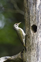 Grey-headed Woodpecker (Picus canus) at nest cavity, Bavaria, Germany