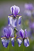 Siberian Iris (Iris sibirica) flowers, Bavaria, Germany