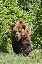 Brown Bear (Ursus arctos), Europe