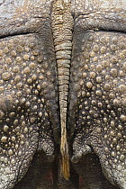 Indian Rhinoceros (Rhinoceros unicornis) tail, native to Asia