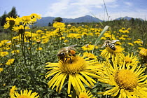 Honey Bee (Apis mellifera) pair on yellow flowers, Upper Bavaria, Germany