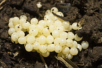 Chocolate Arion (Arion rufus) eggs in the ground, Bavaria, Germany