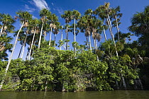 Aguache Palm (Mauritia flexuosa) cluser in rainforest at Sandoval Lake, Tambopata National Reserve, Peru