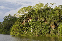 Rainforest at Sandoval Lake, Peru