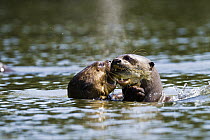 Giant River Otter (Pteronura brasiliensis) pair fighting over fish prey, Tambopata National Reserve, Peru