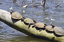 Yellow-spotted Amazon River Turtle (Podocnemis unifilis) group basking on log, Tambopata National Reserve, Peru