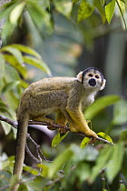 Bolivian Squirrel Monkey (Saimiri boliviensis) in rainforest, Tambopata National Reserve, Peru