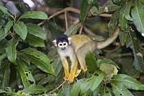 Bolivian Squirrel Monkey (Saimiri boliviensis) in rainforest, Tambopata National Reserve, Peru