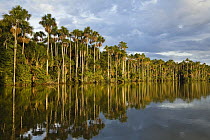 Rainforest at Tambopata River, Peru