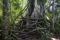 Buttress roots and lianas in the rainforest at Tambopata River, Peru