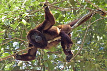 Red Howler Monkey (Alouatta seniculus) in rainforest, Tambopata National Reserve, Peru