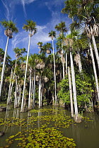 Aguache Palm (Mauritia flexuosa) cluster in rainforest at Sandoval Lake, Tambopata National Reserve, Peru