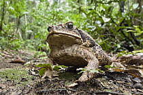 Cane Toad (Bufo marinus) in rainforest, Tambopata National Reserve, Peru