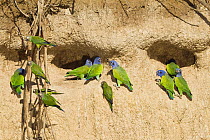 Blue-headed Parrot (Pionus menstruus) at clay lick, Tambopata National Reserve, Peru