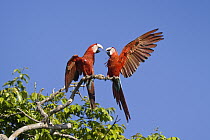 Red and Green Macaw (Ara chloroptera) pair fighting, Tambopata National Reserve, Peru