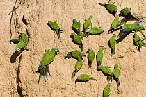 Chestnut-fronted Macaw (Ara severa) and Dusky-headed Parakeet (Aratinga weddellii) flock at clay lick, Tambopata National Reserve, Peru