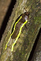 Firefly (Lampyridae) glowing, Tambopata National Reserve, Peru