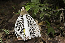 Veiled Lady (Dictyophora indusiata) in rainforest, Tambopata National Reserve, Peru