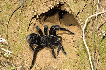 Tarantula (Theraphosidae) near burrow, Tambopata River, Tambopata National Reserve, Peru