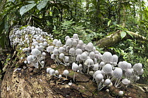 Mushrooms on log in the rainforest at Tambopata River, Peru