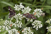Map Butterfly (Araschnia levana) pair on flower, Bavaria, Germany