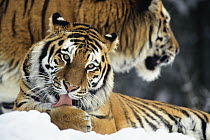 Siberian Tiger (Panthera tigris altaica) licking paw in snow, native to Russia