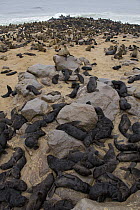 Cape Fur Seal (Arctocephalus pusillus) colony with new born pups, Cape Cross, Namibia