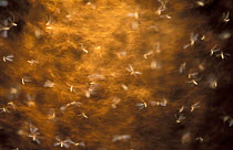 Termites swarming, Bandiagara, Sahel Desert, Mali