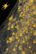 Garden Spider (Araneus diadematus) spiderlings after hatching, Germany