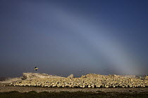 Cape Gannet (Morus capensis) colony with fog bow, Lambert's Bay, South Africa