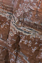 Black-legged Kittiwake (Rissa tridactyla) and Common Murre (Uria aalge) colony on cliff, Helgoland, Germany