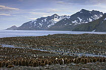 King Penguin (Aptenodytes patagonicus) colony with many one year old chicks, St. Andrews Bay, South Georgia Island