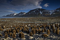 King Penguin (Aptenodytes patagonicus) colony with many one year old chicks, St. Andrews Bay, South Georgia Island